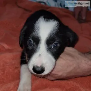 Rehoming cute border collies puppies