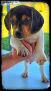 AKC Beagle Puppy