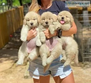 AKC Golden Retriever puppies