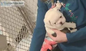 2 puppies for sale. very cute puppies