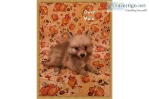 CKC Pomimo Puppies