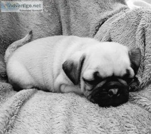 Pug Puppies