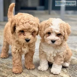 GORGEOUS Cavapoo Puppies