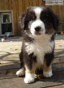 Australian Shepherd Pups