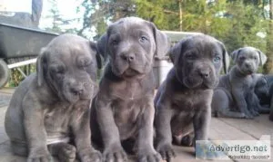 Cane Corso Pups