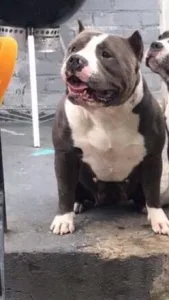 pocket american bullies