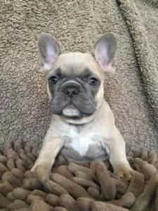 French Bulldog Puppies