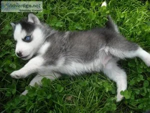Gorgeous Siberian Husky Puppies