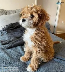 Cavapoos Puppies