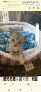 EgyptianMau kittens