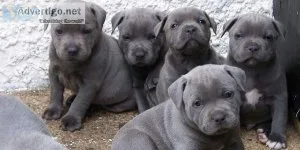 Staffordshire Bull terrier Puppies