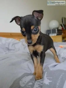 MINIATURE PINSCHER PUPPYS