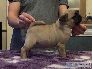 CKC Pug Puppies