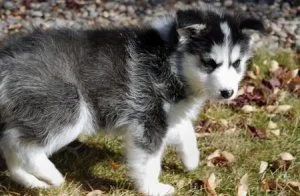 husky puppy for sale