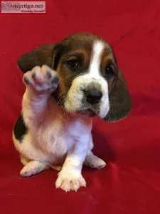 AKC Basset Hound puppies