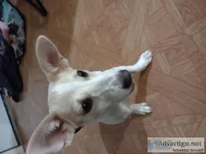 Rehoming puppy