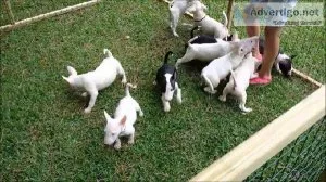 Akc Mini Bull Terriers Puppies