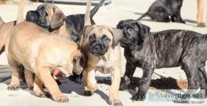 Presa Canario pups