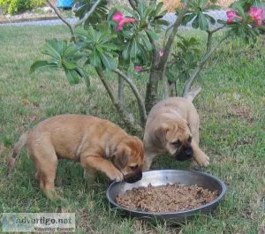 Bullmastiff Fawn Puppies
