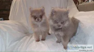 Pomeranian females lilacs