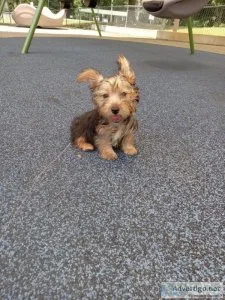 TEACUP YORKSHIRE TERRIER