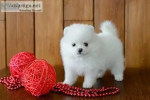 Pomeranian Puppies For Sale