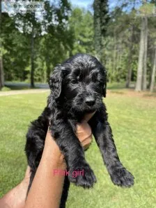 Black Golden Doodle Puppies