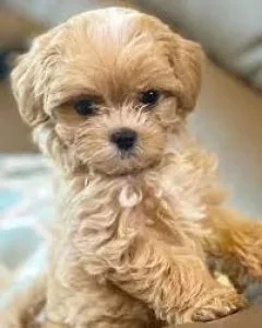 Female Maltipoo puppies(Maltese -Toy Poodle)