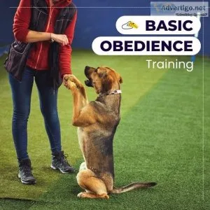 Best Dog Training Services in Noida At Affordable Prices