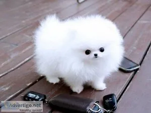 Charming Teacup Pomeranian puppies for adoption