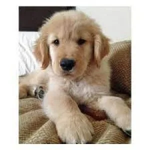 Golden Retrievers Pups