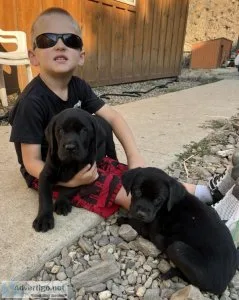 AKC Black Lab Male Pups