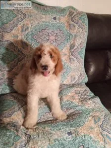 Golden doodle puppies