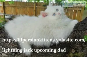 Persian cfa upcoming kittens 2023