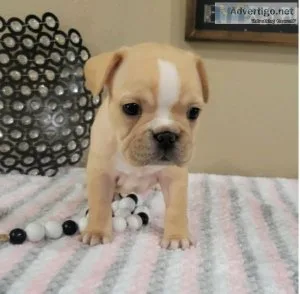 Seira Female Six Weeks