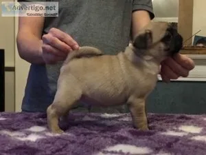 Beautiful small fawn pug