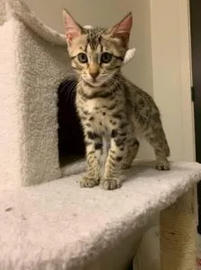 Pure and hypoallergenic bengal kittens  cats