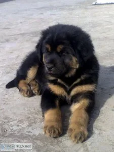 Tibetan Mastiff Puppies Available