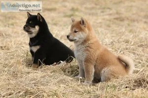 Shiba inu puppies