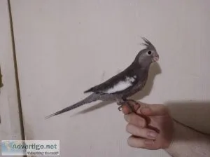 Cockatiel Baby Fall Sale  ( White Faced )