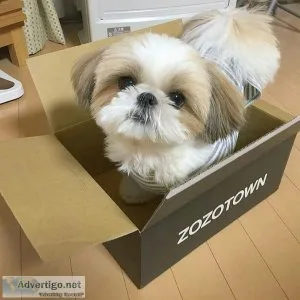 Cute Shih tzu Puppy For New Homes