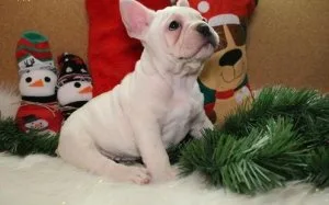 French Bulldog Puppies