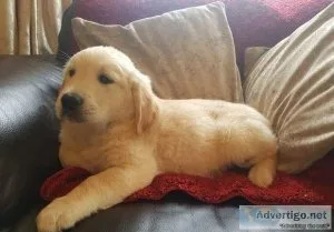 Licence Golden retriever puppies for sale