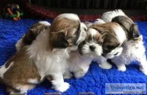 Female ShihTzu Puppies