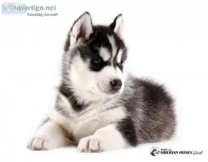 Siberian Husky Puppy