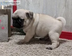 Pug Puppies for sale near me