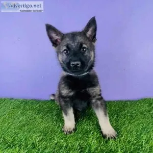 Norwegian elkhound puppy ready to go