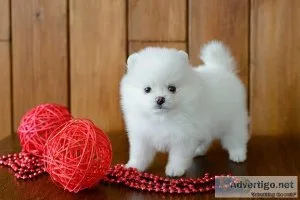 Beautiful teacup Pomeranian puppies