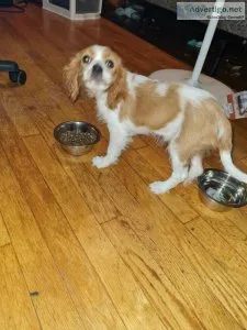 King Charles Cavalier Cocker Spaniel