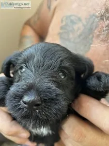 Miniature Schnauzer puppies